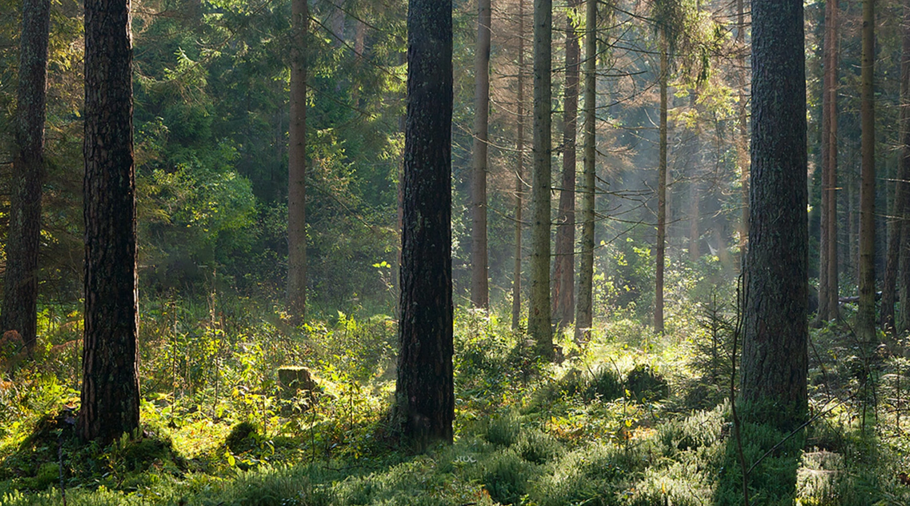 Ancient Canadian forest trees representing premium century-old hardwood used in Wizzisaunas infrared saunas